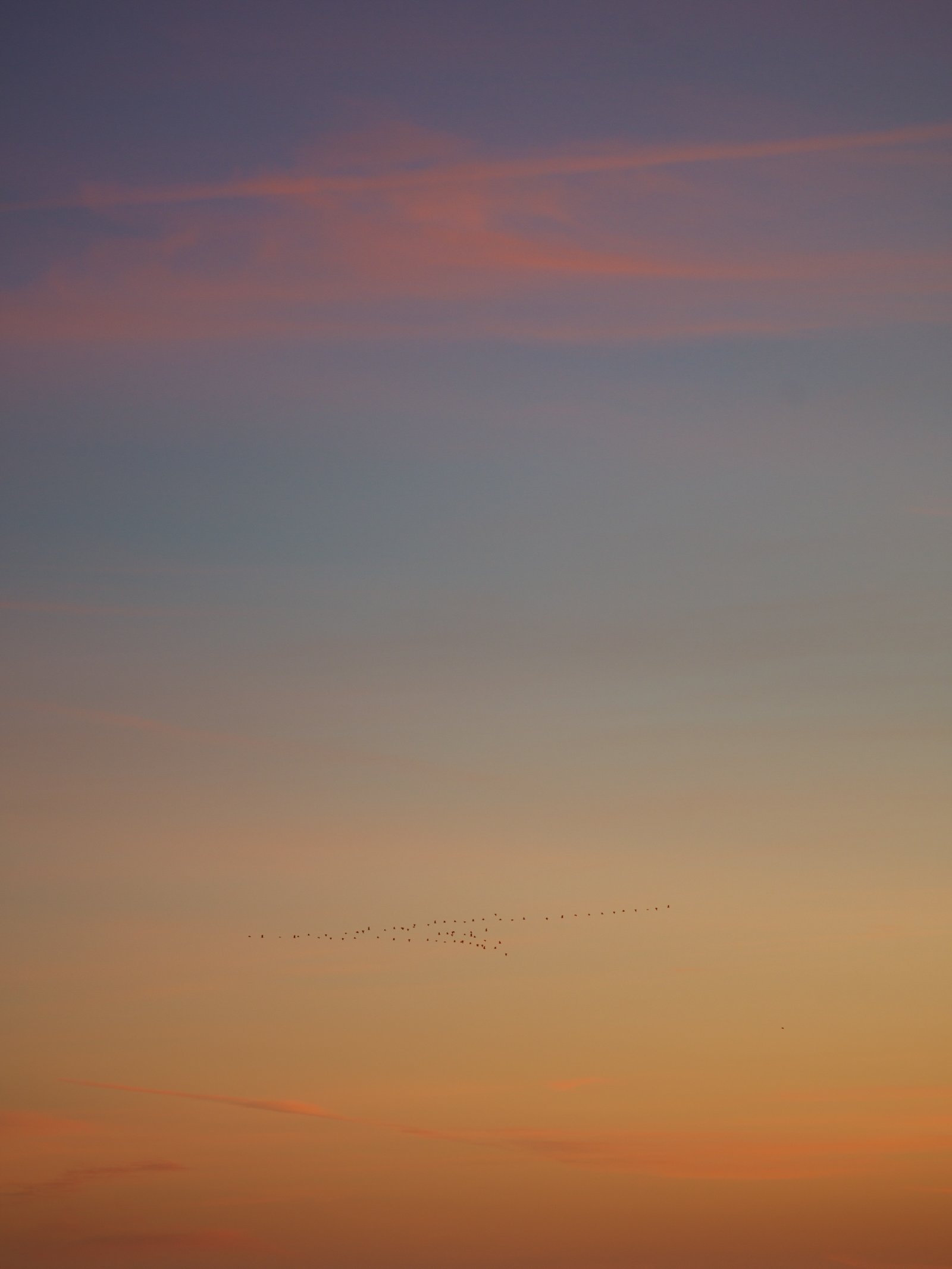 <i>Migrating Birds at Dawn</i>, Palmela, January 2025