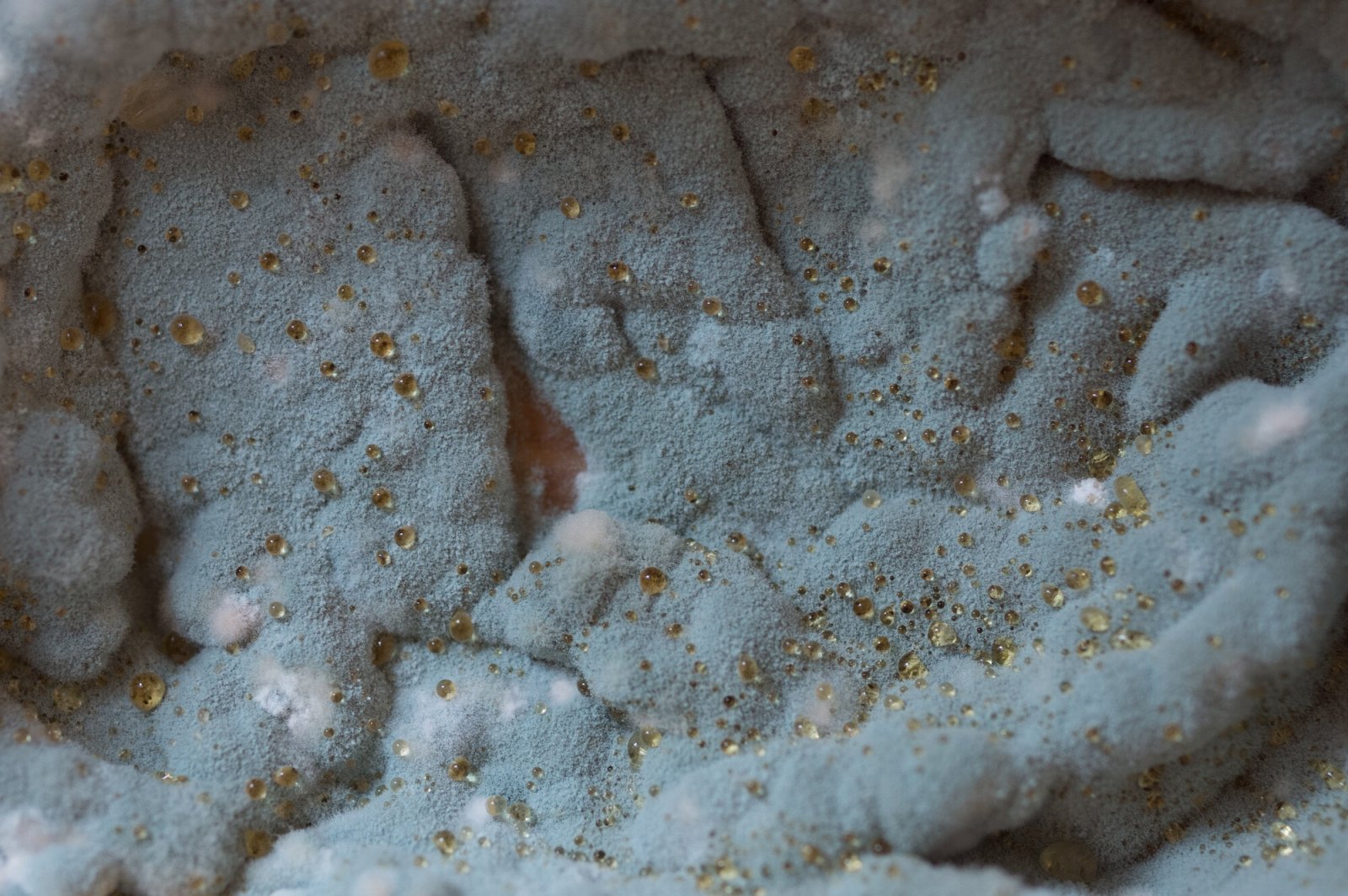 <i>Mold</i>, Long Beach, 2004