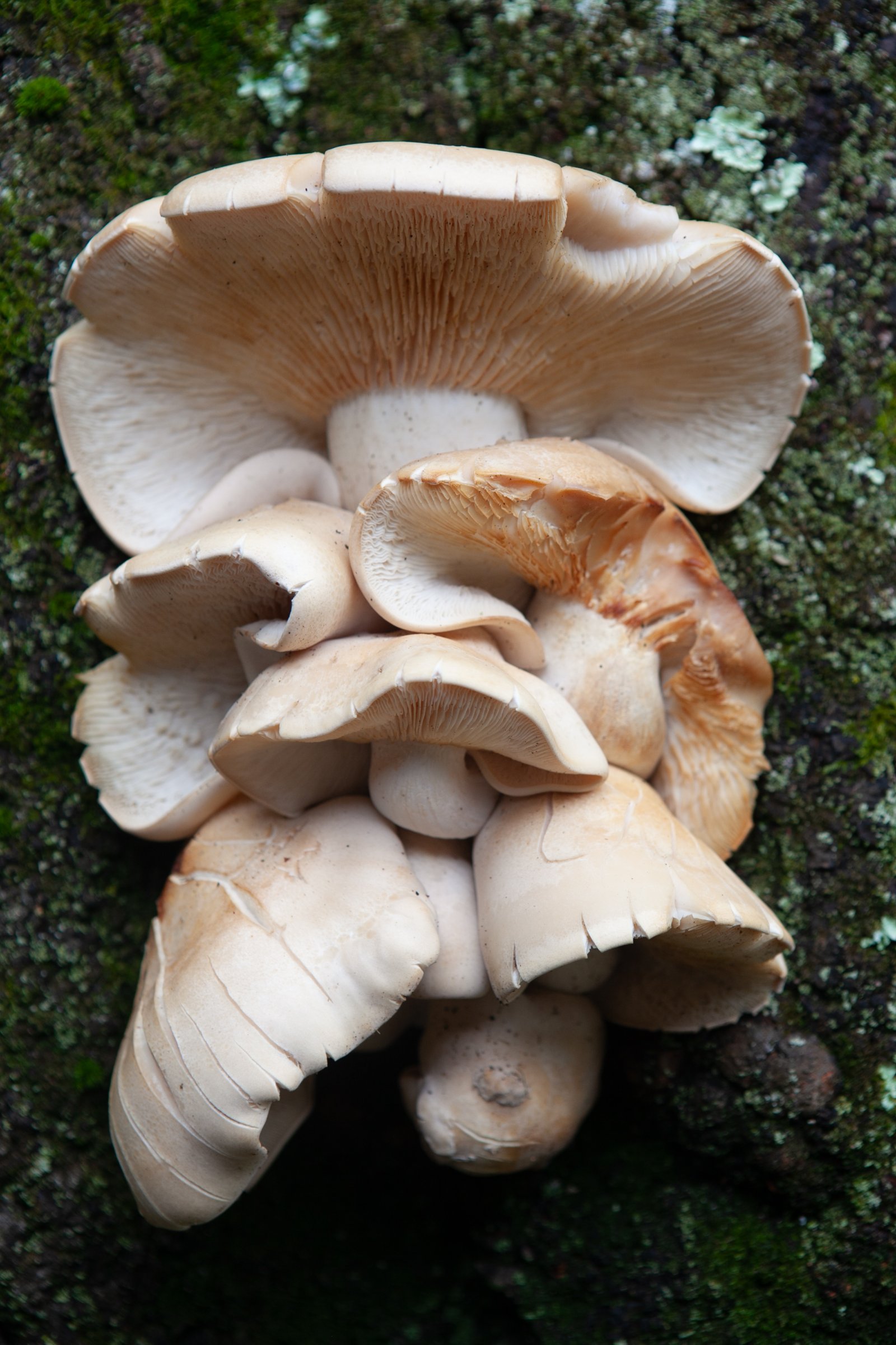 <i>Mushrooms outside The Glass House</i>, New Canaan, 2010
