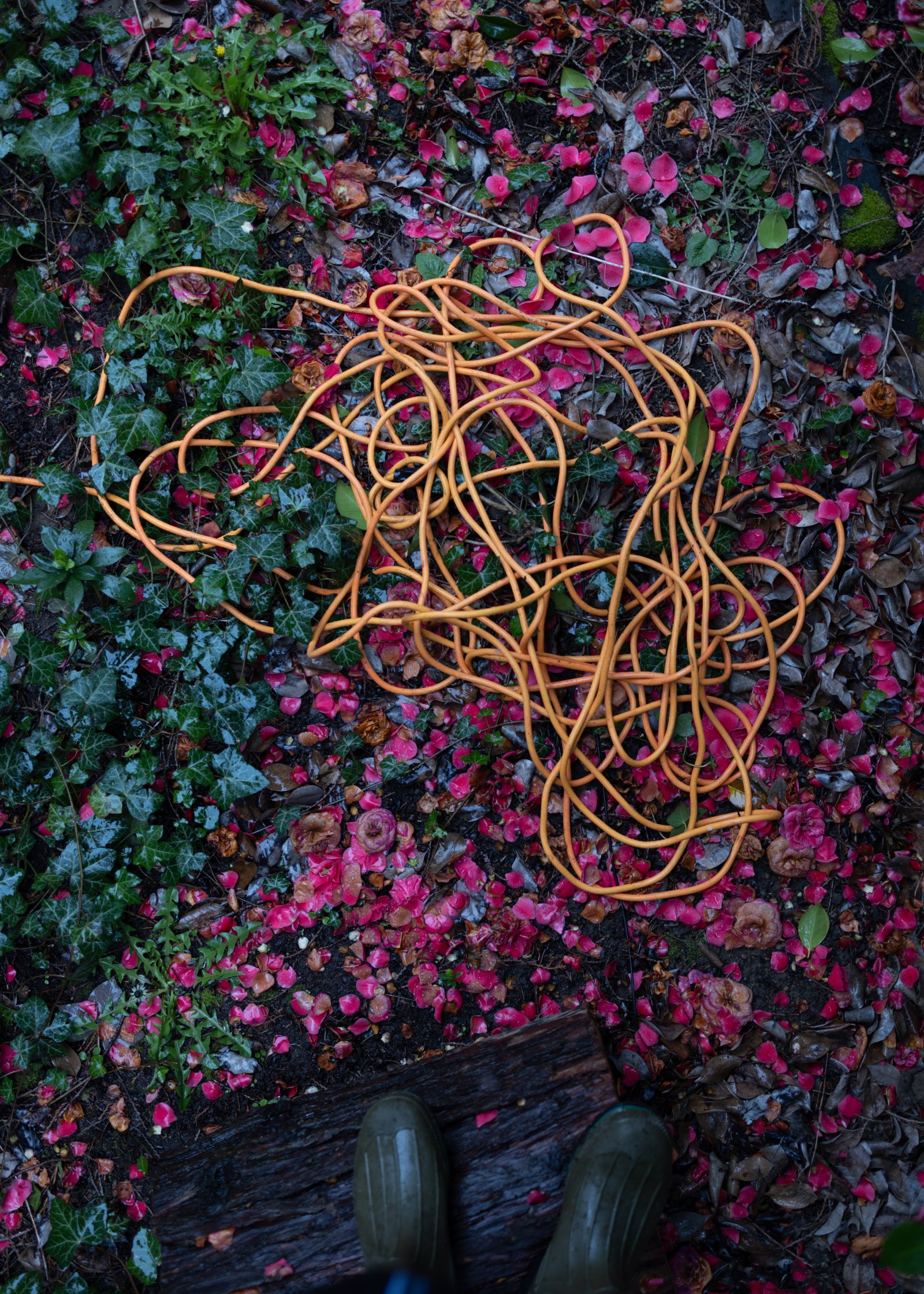 <i>The Dimond’s Garden after the Rain</i>, Tukwila, 2022