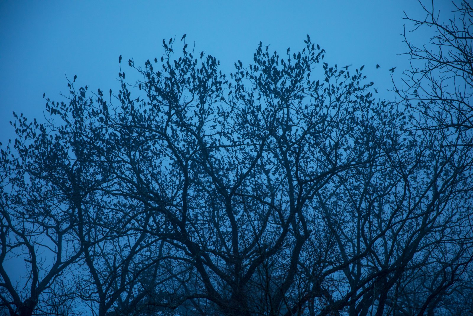 <i>Leaving (1)</i>, Brookhaven, 2018