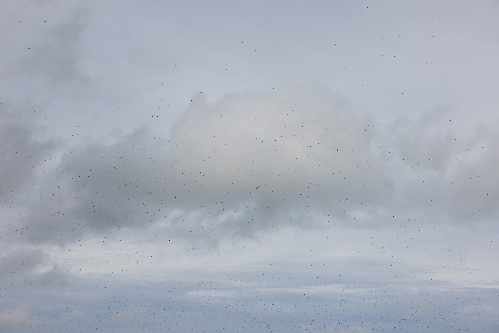 <i>Sky full of birds while at anchor in Pirate Cove</i>, Port Jefferson, 2024