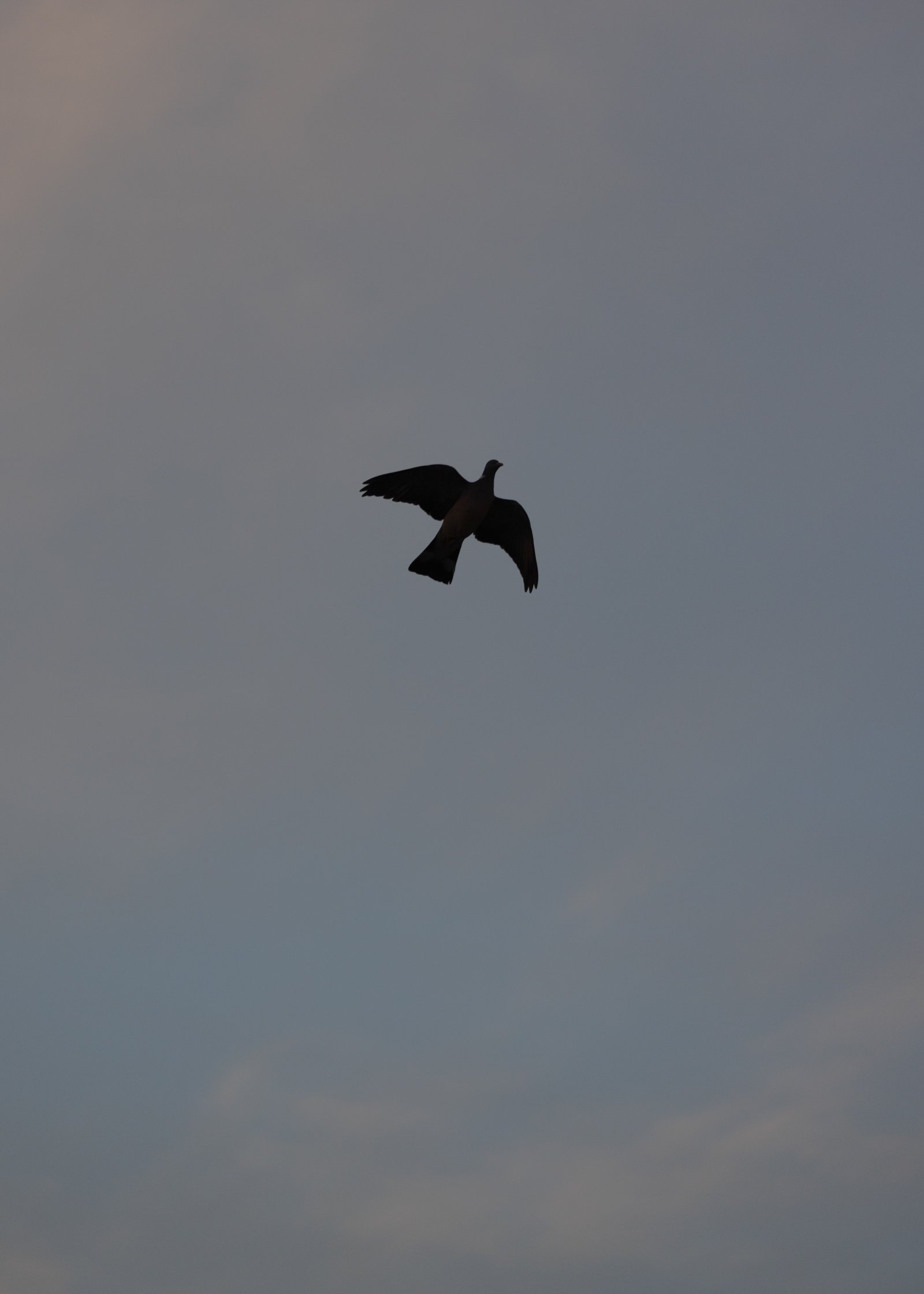 <i>The Dove that sings in our Chimney</i>, Estoril, 2024