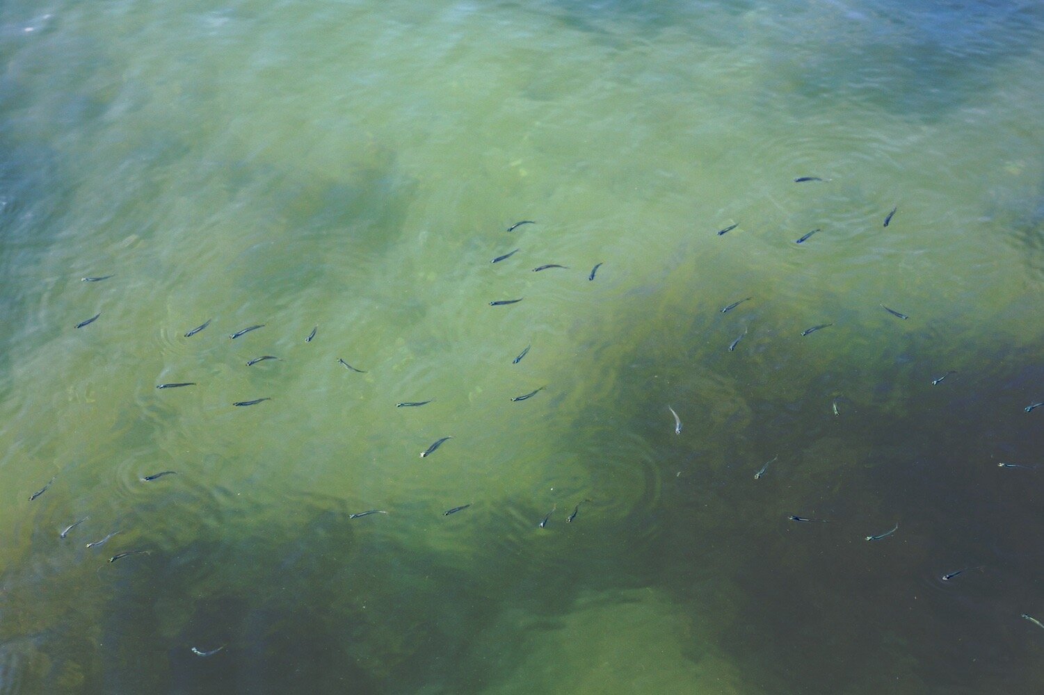 <i>Fish in Shelter Island</i>, Shelter Island, 2013