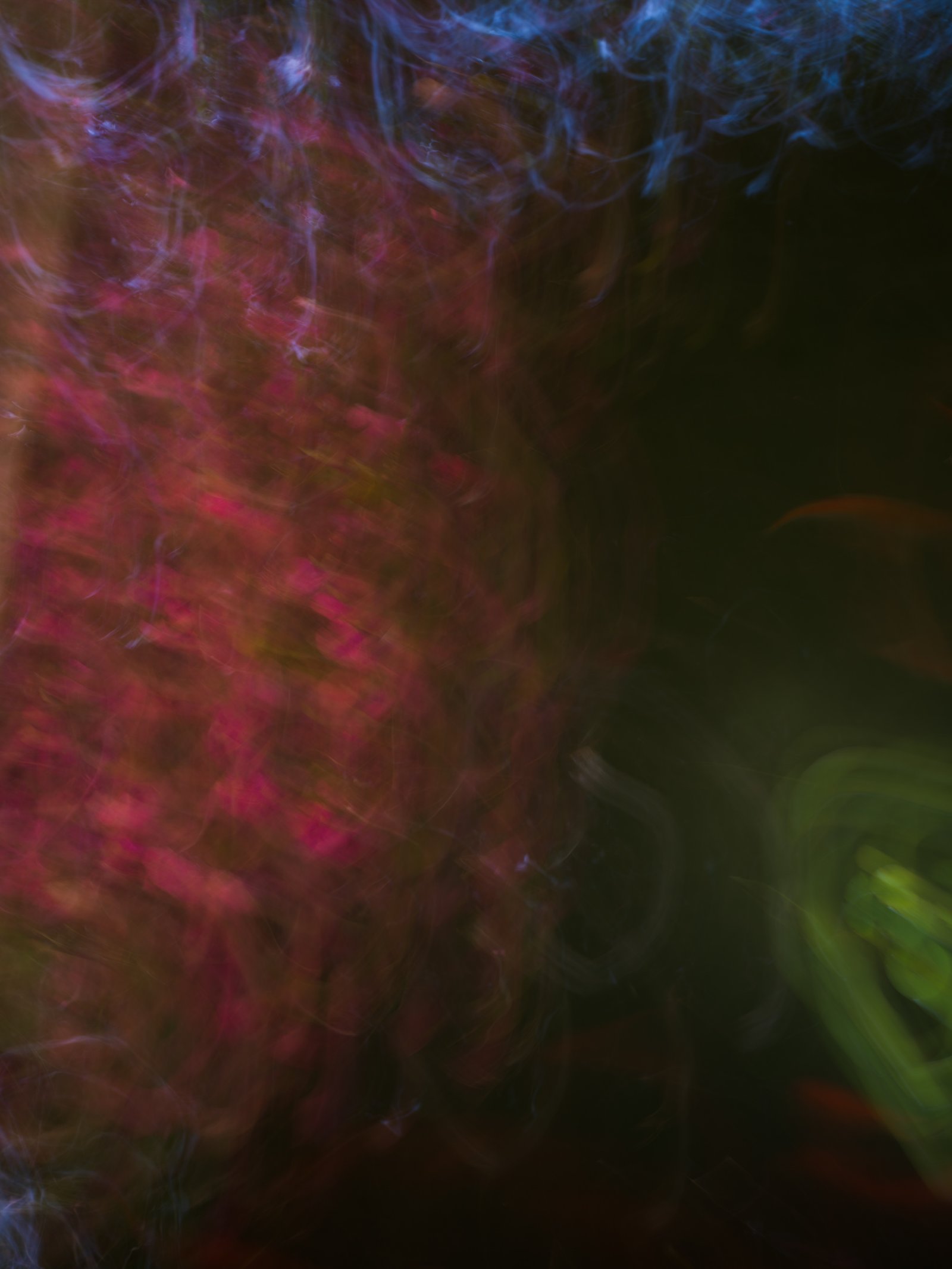 <i>Bougainvillea and Koi</i>, Palma, 2025