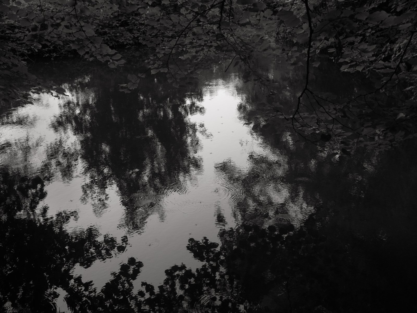 <i>Waterbugs at Dusk</i>, Bois de Boulogne, 202
