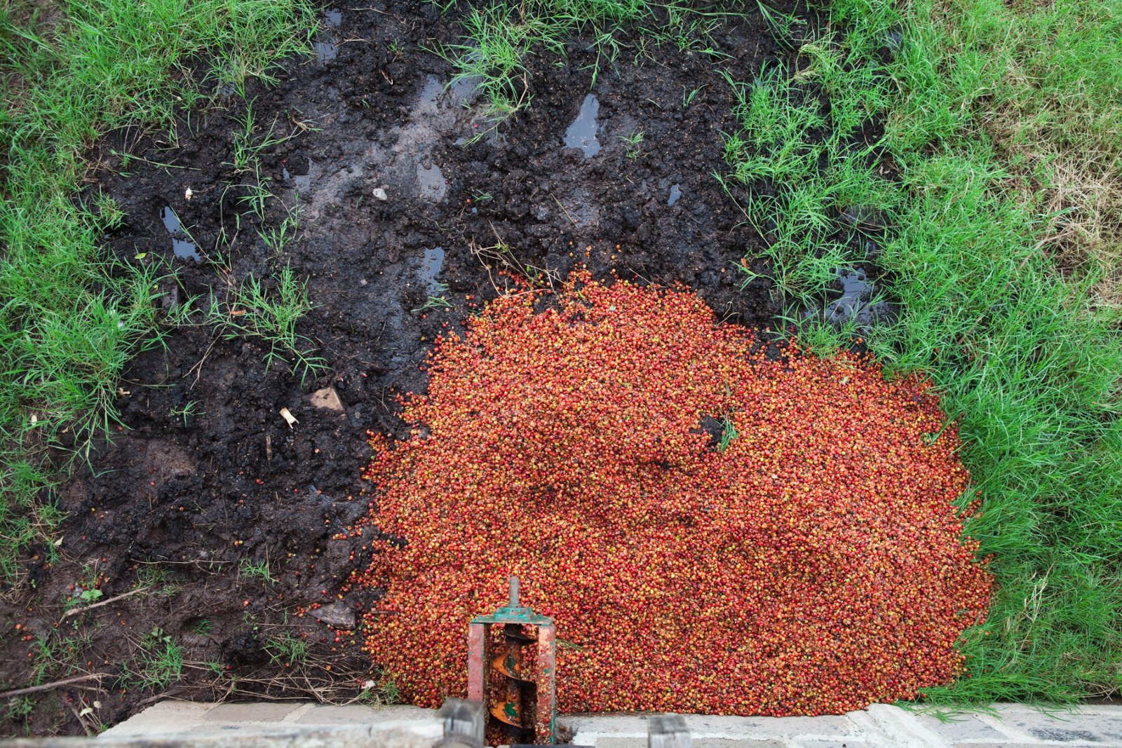 <i>Coffee Pulp</i>, El Eden de Matagalpa, Nicaragua, 2007