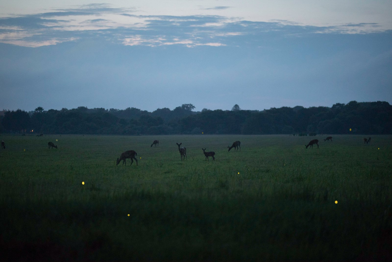 <i>Fireflies and Deer</i>, Amagansett, 2022