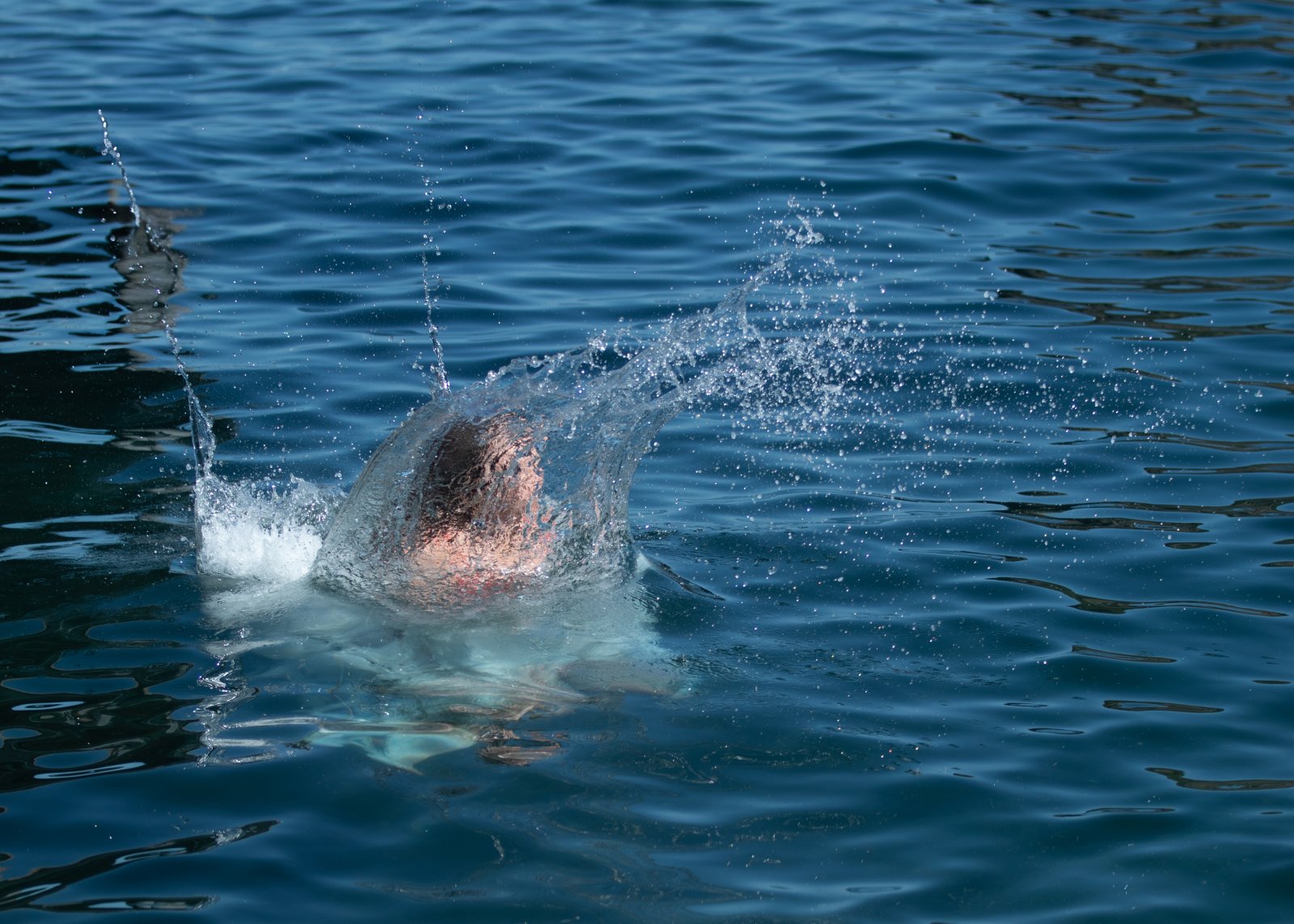 <i>Splash</i>, Ischia, 2025
