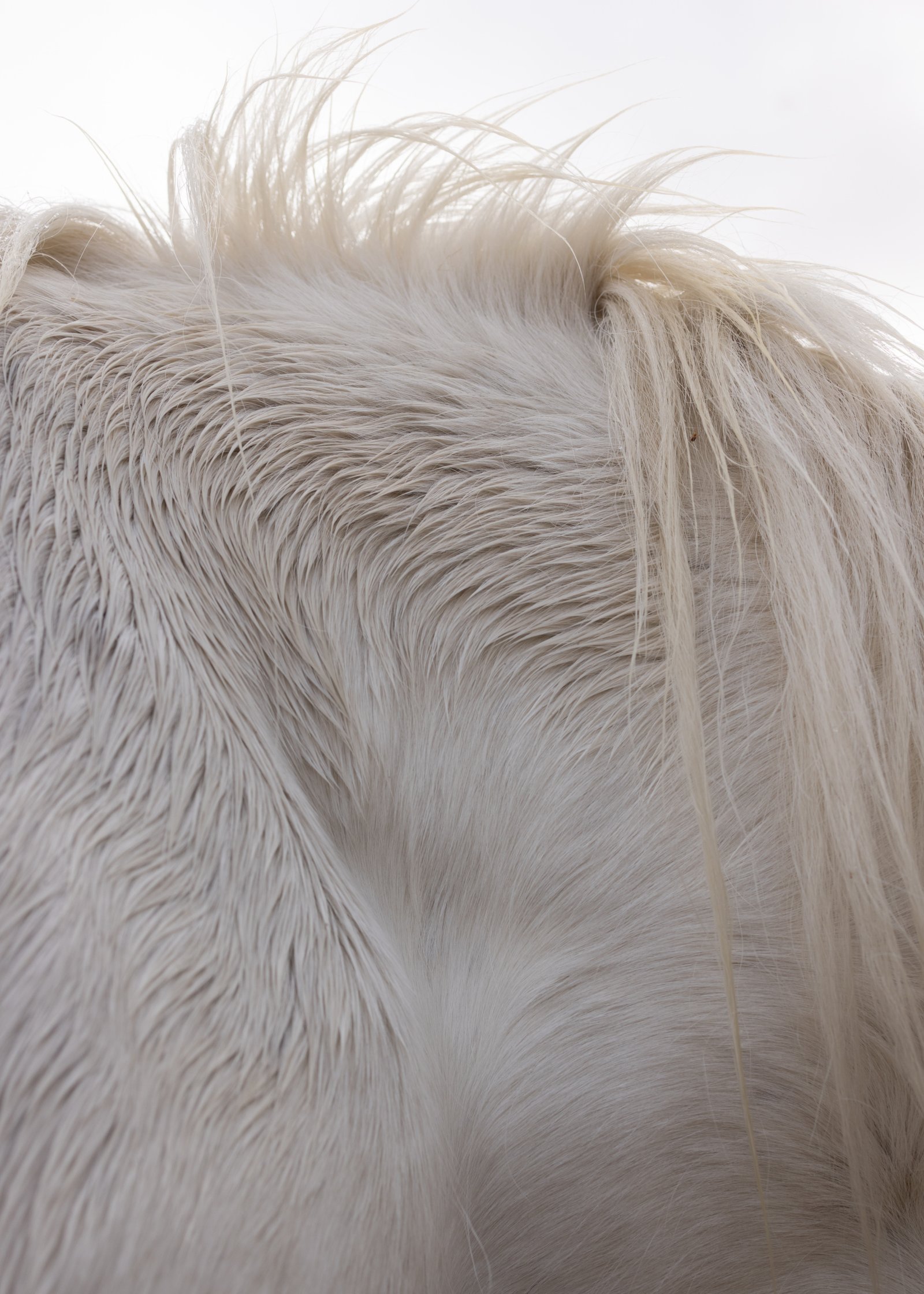 <i>Wild Horse</i>, Cairngorns, 2023