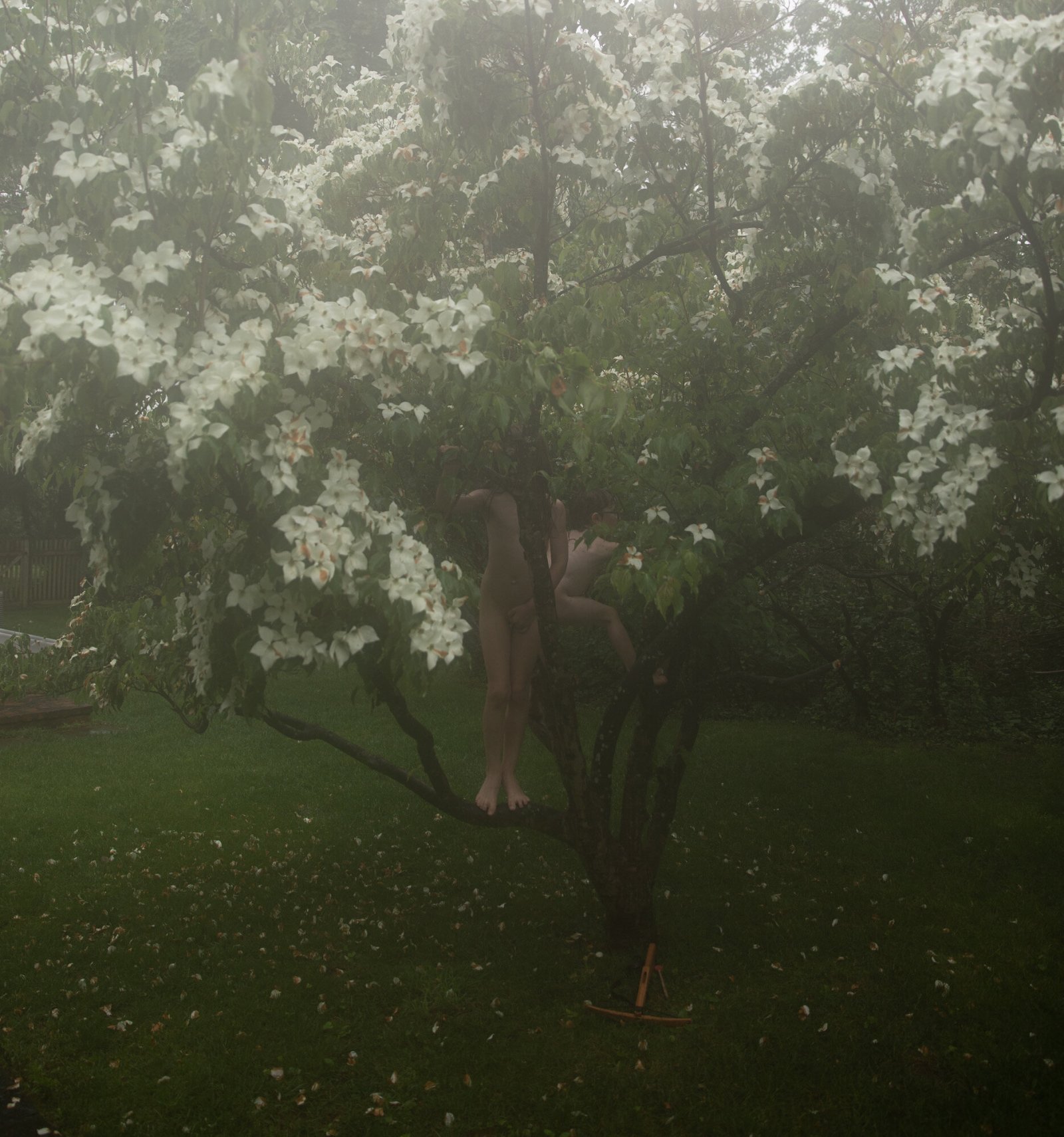 <i>Dogwood</i>, Brookhaven, 2017