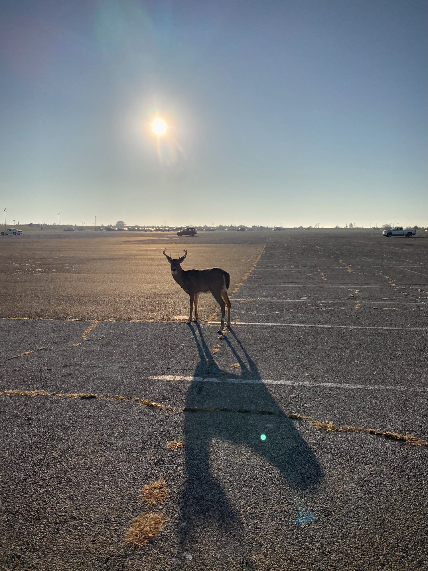 <i>Parking Lot Encounter</i>, Smith Point, 2024